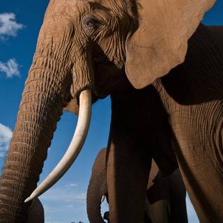 World Elephant Day wallpaper