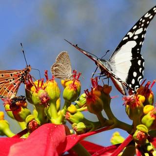 Butterflies HD wallpaper