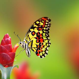 Butterflies HD wallpaper