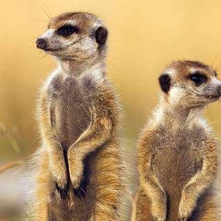 Meerkats wallpaper