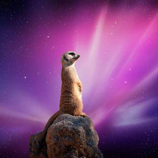 Meerkats wallpaper
