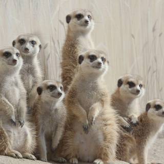 Meerkats wallpaper