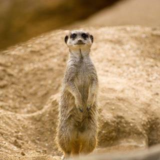 Meerkats wallpaper
