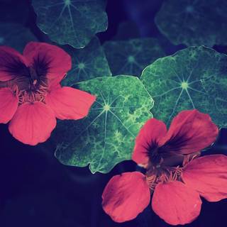 Blumen wallpaper