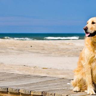 Golden Retriever HD wallpaper