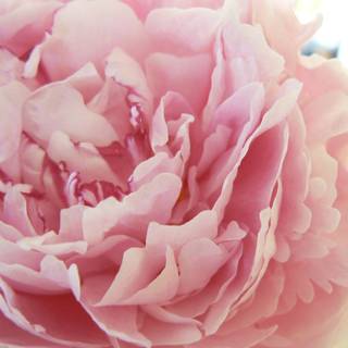 Pink peony wallpaper