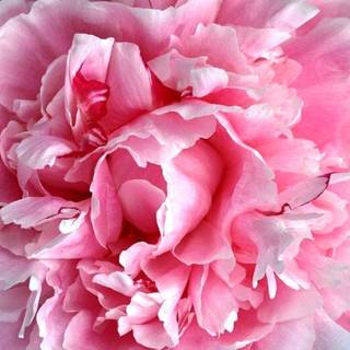 Pink peony wallpaper
