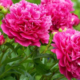 Pink peony wallpaper