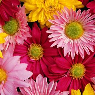 Chrysanthemum wallpaper