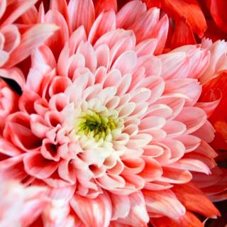 Chrysanthemum wallpaper