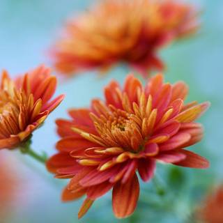 Chrysanthemum wallpaper