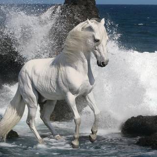 White horse running on beach wallpaper