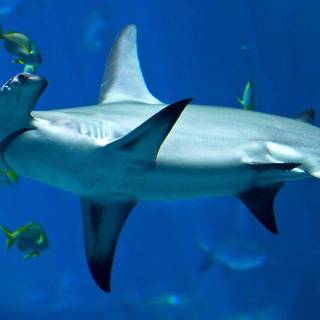 Hammerhead sharks wallpaper