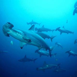 Hammerhead sharks wallpaper
