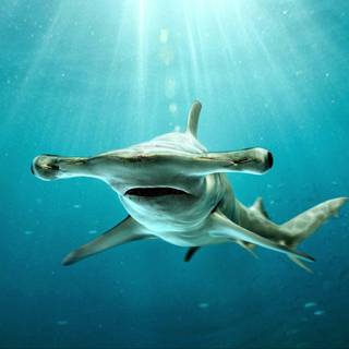 Hammerhead sharks wallpaper