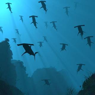 Hammerhead sharks wallpaper