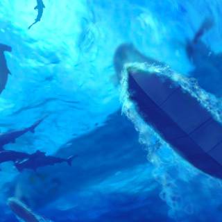 Hammerhead sharks wallpaper