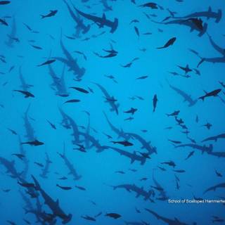 Hammerhead sharks wallpaper