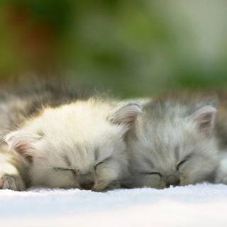 Baby cats wallpaper