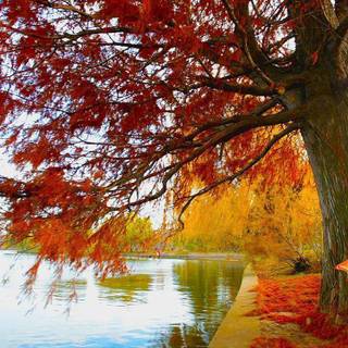 Live moving wallpaper