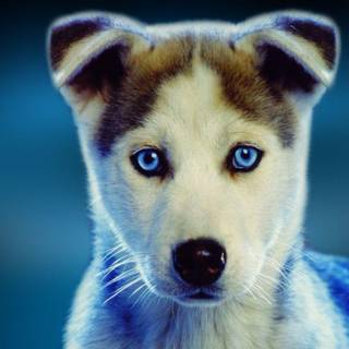 Cool animals wallpaper