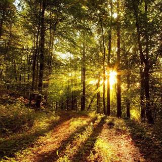 Sunlight HD wallpaper