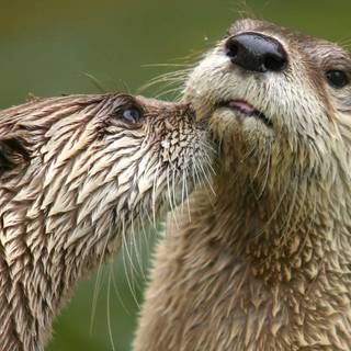 Otters wallpaper
