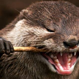 Otters wallpaper