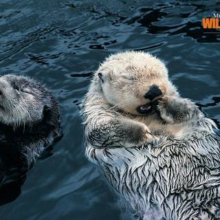 Otters wallpaper