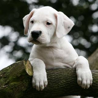 Dogo Argentino wallpaper