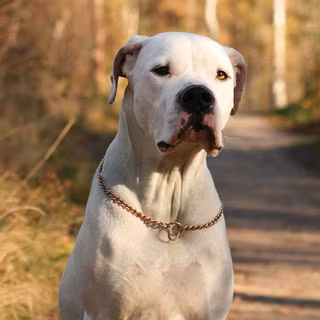 Dogo Argentino wallpaper