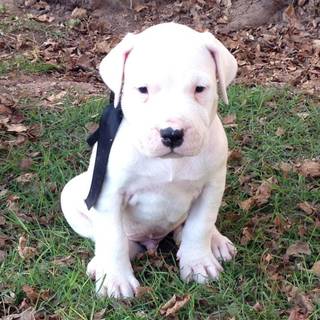 Dogo Argentino wallpaper