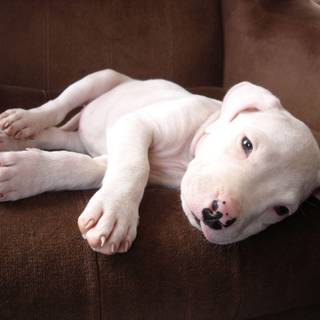 Dogo Argentino wallpaper