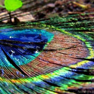 Full screen HD photo wallpaper