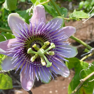 Passion flower wallpaper