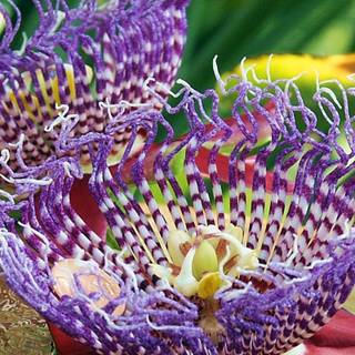 Passion flower wallpaper