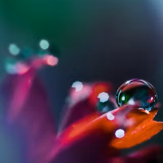 Dew drops wallpaper