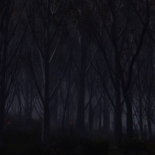 Night forest wallpaper