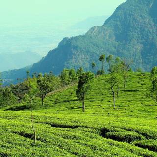 Tamil Nadu wallpaper