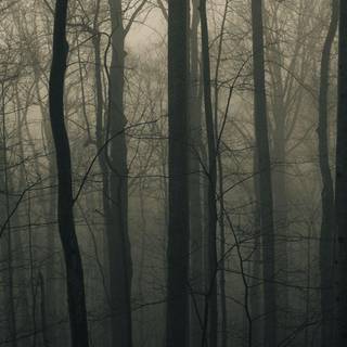 Dense fog wallpaper