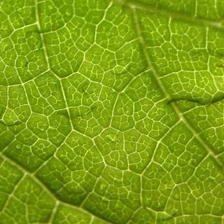 Green leaf wallpaper
