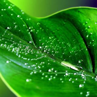 Green leaf wallpaper