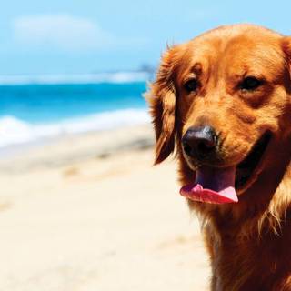 Golden retrievers wallpaper