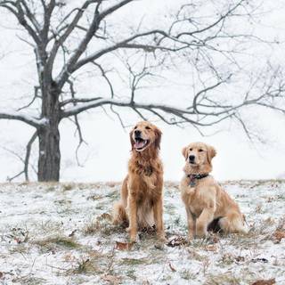 Golden retrievers wallpaper
