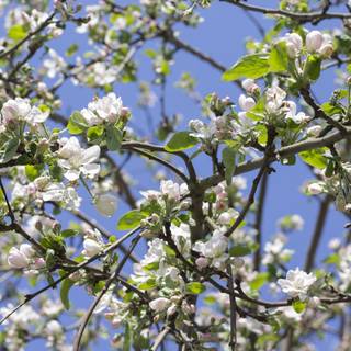 Tree branches wallpaper