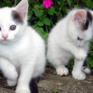 Kittens HD wallpaper