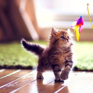 Kittens HD wallpaper