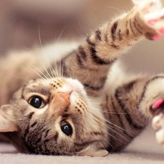 Kittens HD wallpaper