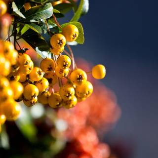 Passion fruit flower wallpaper