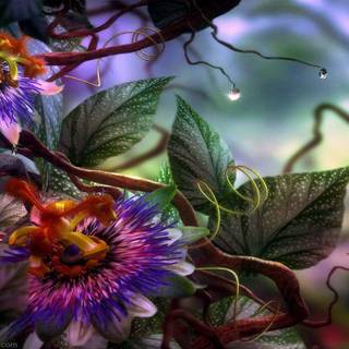 Passion fruit flower wallpaper